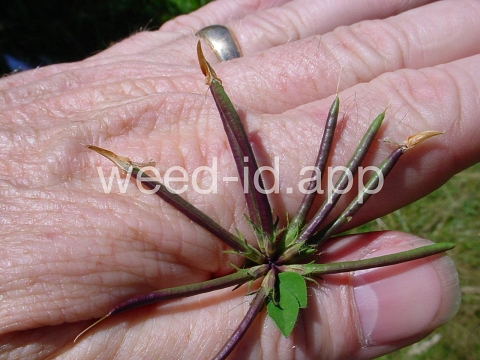trefoil, birdsfoot